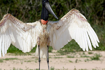 Jabiru, Juvenile stork, DT Douglas Trent click, Upcoming beauty HD wallpaper