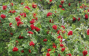 Rowan, Latvia, berries, tree HD wallpaper