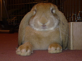 florence, furry, giant, ginger, rabbit HD wallpaper