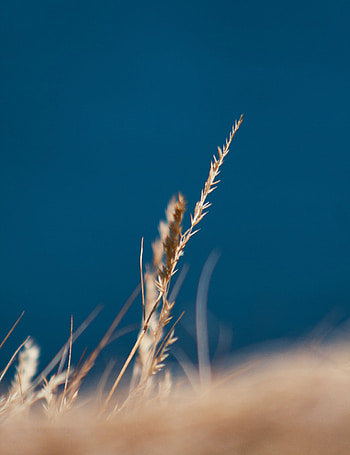 Plants, Nature, Grass, Macro, Spikelet HD phone wallpaper