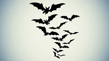 Bat background, High quality , makeover, Aesthetic appeal HD wallpaper