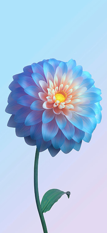 Flower, sky, art HD phone wallpaper
