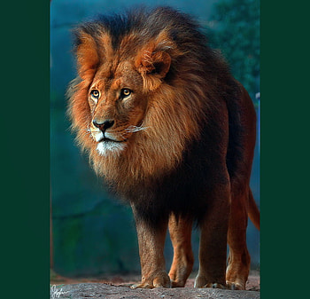 The new King, africa, black mane, power, hunter, young, lion, male, head of the pride HD wallpaper