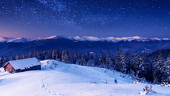 Star Forest Nature, nature, star, forest HD wallpaper
