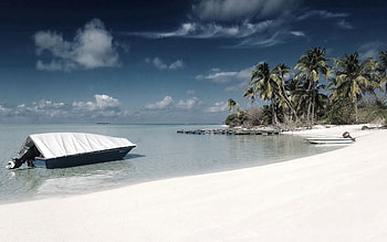 Nature, Beach, Sand, Palms HD wallpaper