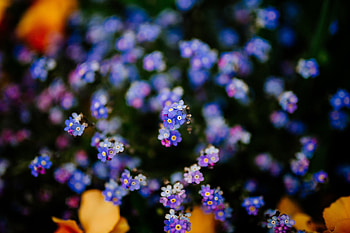 Flowers, Plant, Blur, Smooth HD wallpaper