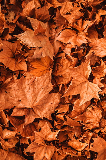 Top view of vibrant, scattered autumn maple leaves creating a textured fall background. HD phone wallpaper