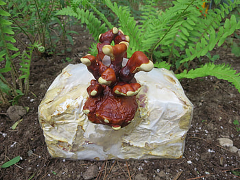 Reishi mushroom, Grow kit, Ganoderma lucidum, Mushrooms HD wallpaper