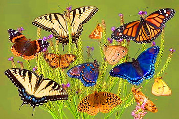 Bliss, butterflies, ten, monarch, painted lady, blues, sulphur, swallowtails HD wallpaper