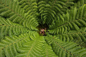 Nature, Leaves, Plant, Fern, Carved, Vegetation, Common Ostrich, Ostrich Ordinary HD wallpaper