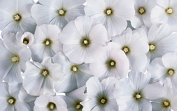 Flowers, Lot, Small, Pollen HD wallpaper
