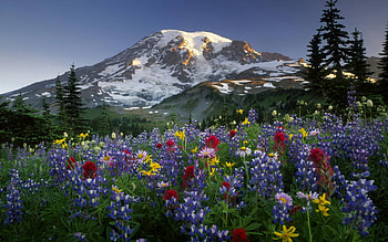 Mountains and Flowers, fun, cool, nature, flowers, mountain HD wallpaper
