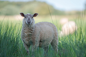 Sheep on the meadow, Green pastures, Sunlit scenes, Rural tranquility HD wallpaper