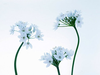 White flowers, white, flowers HD wallpaper