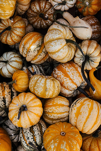Food, Halloween, Autumn, Pumpkin, Vegetable HD phone wallpaper