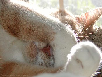 paw, sweet, cat, pet, sleeping HD wallpaper