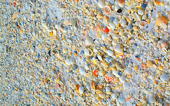 The Shell Game, shell, colors, game, beach HD wallpaper