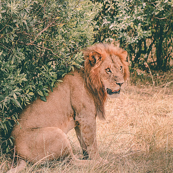 Animals, Muzzle, Lion, Predator, Mane, Is Sitting, Sits HD phone wallpaper