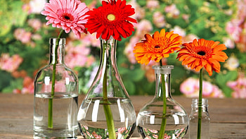 water flowers and a beautiful day, , colors, flowers, day HD wallpaper