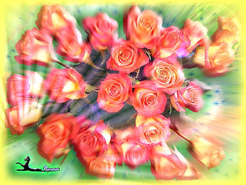 Plants, Flowers, Roses HD wallpaper