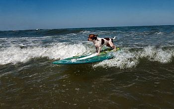 Sports, Animals, Waves, Serfing, Dog HD wallpaper