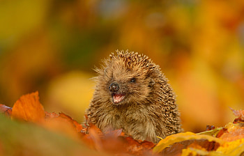 Smiling, Hedgehogs HD wallpaper