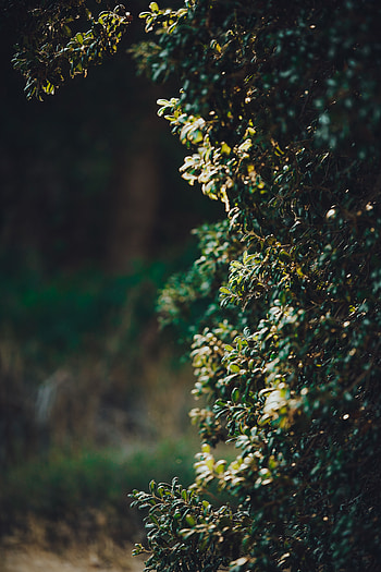 Nature, Bush, Plant, Branches HD phone wallpaper