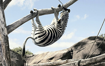 Animals, Zebra HD wallpaper