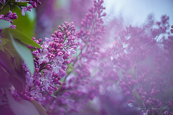 Serene Lilac Bloom: Nature's Floral Elegance, nature, lilac HD wallpaper