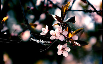 spring, branch, pink, anime, flower HD wallpaper