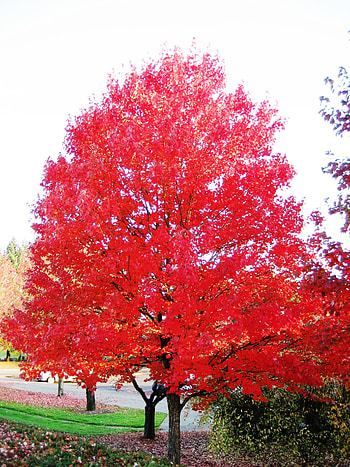 Yellow shade, Autumn blaze, Bare root, High-quality tree HD phone wallpaper