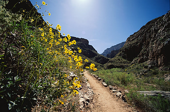 Nature, Flowers, Stones, Mountains, Road, Path, Trail HD wallpaper