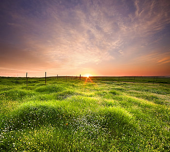 Sunset at field, field, sky, nature, grass, sunset HD wallpaper