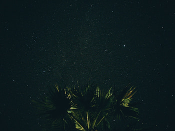 Nature, Night, Starry Sky, Palm HD wallpaper