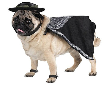 ZORRO HALLOWEEN COSTUME, dog, halloween, costume, zorro, cute, pug HD wallpaper