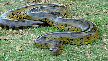 Anaconda, , Sarah Mercado HD wallpaper