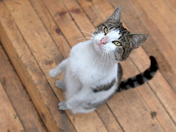 dinner, please, kitten, dinner, animals, pets, cat, nature HD wallpaper
