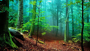 ... Top Rated 18 ... HD wallpaper