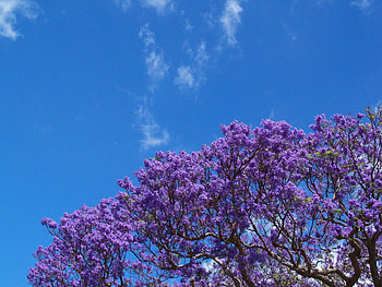 lilac, sky, lilac HD wallpaper