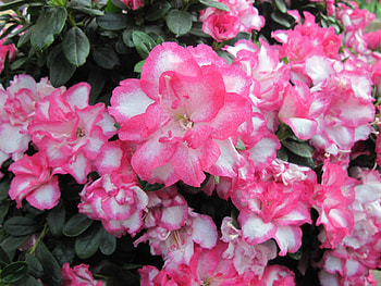 Spring symbol of rebirth 54, Green, graphy, Flowers, garden, Pink HD wallpaper