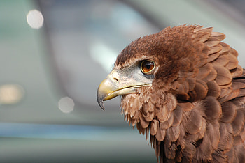 Animals, Bird, Beak, Predator, Eagle, Plumage HD wallpaper