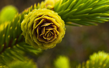 Plants, Cones HD wallpaper