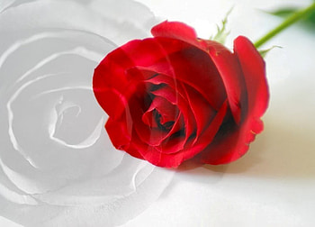Red Rose for beautiful_life, rose, single, red, flower HD wallpaper