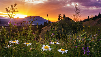 Kootenay national Park, British Columbia, hills, blossoms, colors, landscape, trees, flowers, sky, canada HD wallpaper