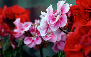Flowers, Macro, Petals, Branches, Geranium HD wallpaper