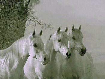Arabian trio, horses, white, black and white, arabian, trio HD wallpaper