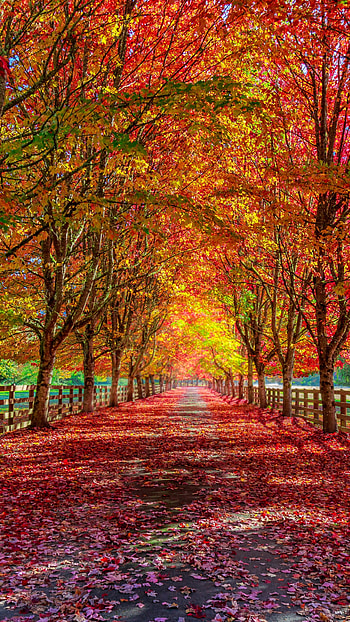 path, graphy, fall HD phone wallpaper