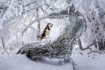 husky, winter, huskys, dogs, snow HD wallpaper
