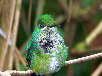 Humming Bird, cool, humming, bird HD wallpaper