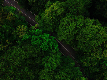 Nature, Trees, View From Above, Top, Road, Tops HD wallpaper